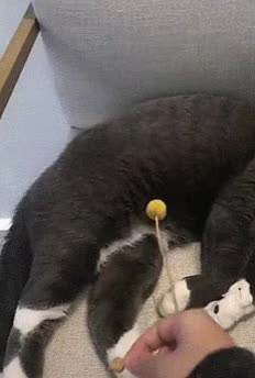O PODER DA COMIDA SOBRE UM GATO