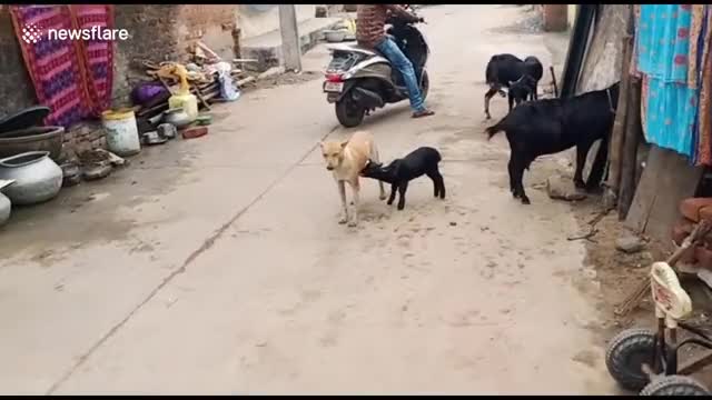 Are you my mommy....?