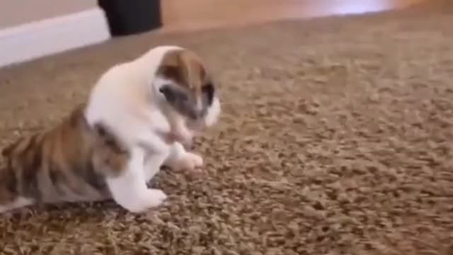 Send this to your best friend??? #frenchie #foryou #viral