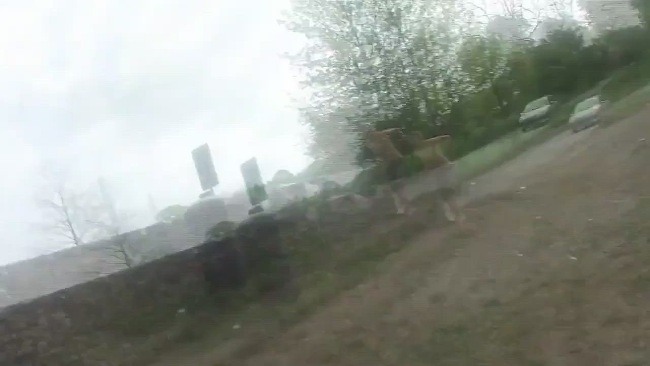 Welsh Boys Bridge Fun
