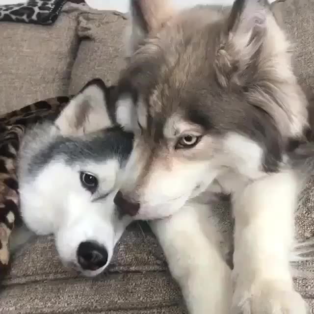 Love is everything