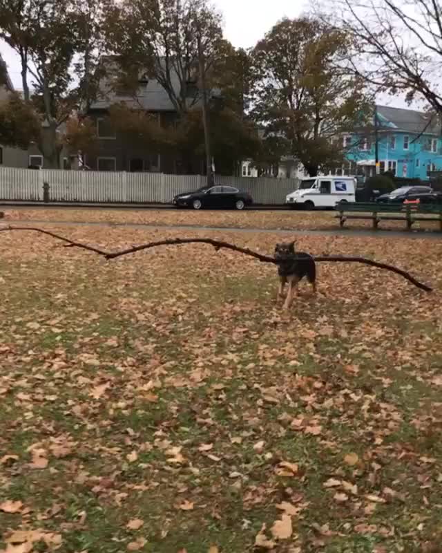 doggo big stick