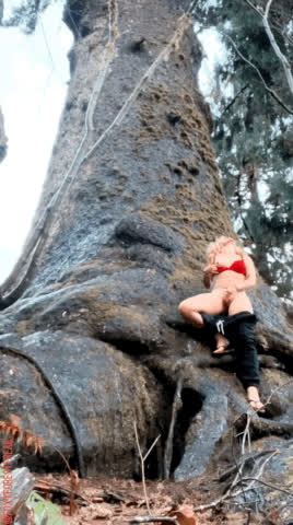 getting off on world’s largest spruce tree