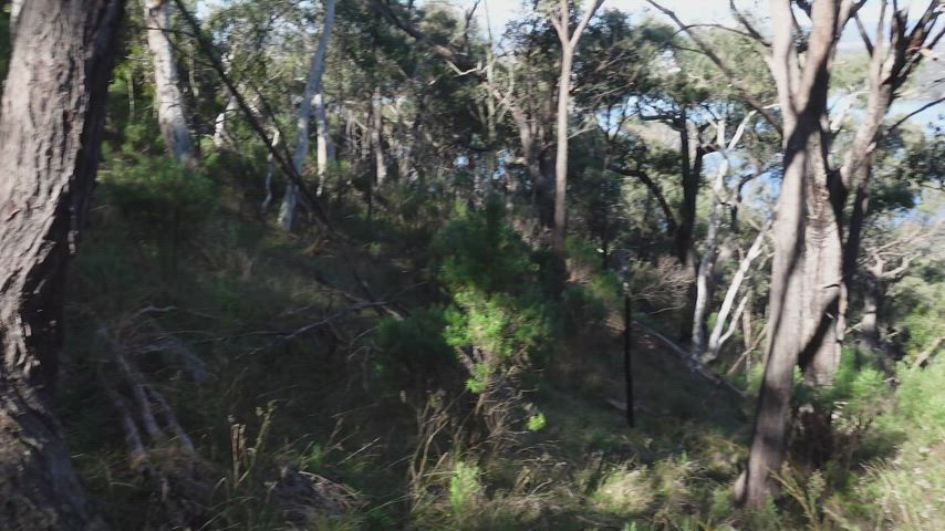 Australian Bear Big Ass Daddy Gay Hairy Cock Outdoor OnlyFans by @kobyfalks