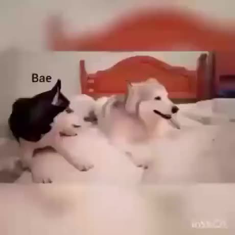 Bitches