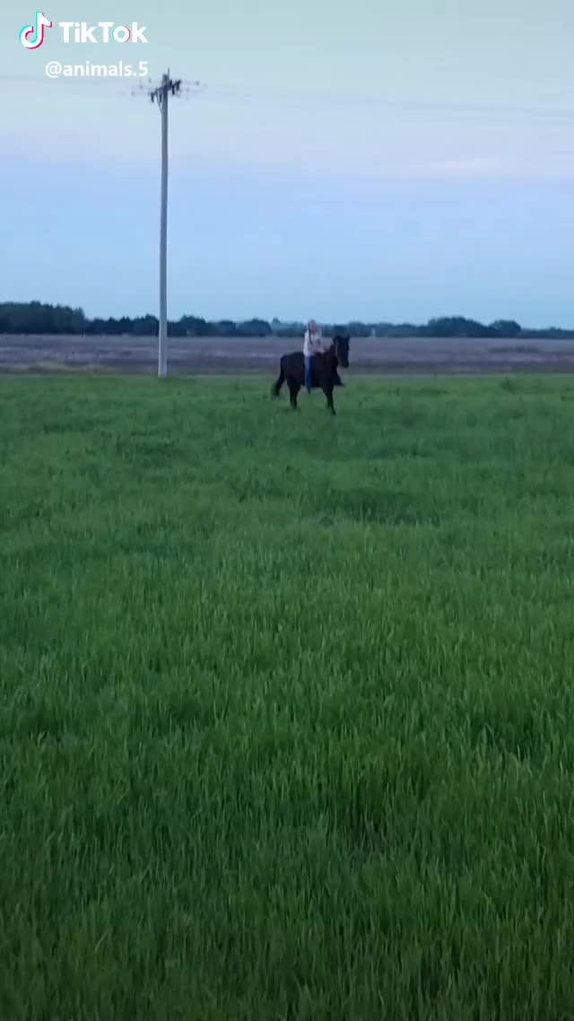 My best Friend let me Test her beautiful horse? #theanimalfans Can you Guess his