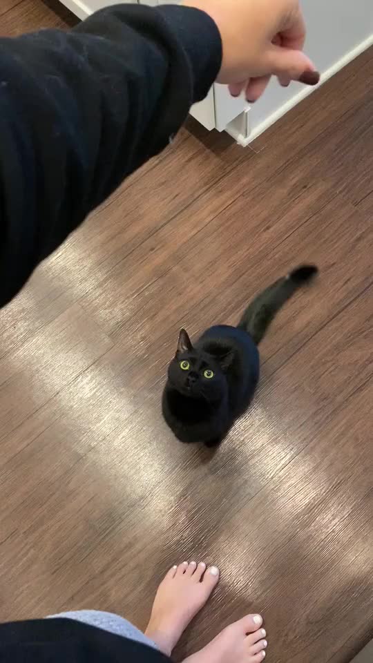 My kitty’s name is Bagheera ?