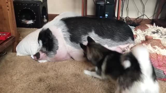 Morning Bacon