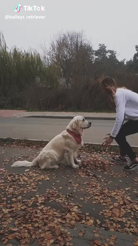 Taki #fail , bo pobiegł po patyk?Dziękujemy wam bardzo za te 2k!❤ #dog #dlaciebie