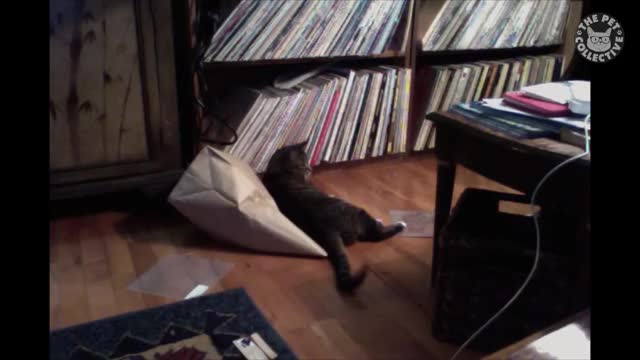Passive Aggressive Cats Video Compilation 2016