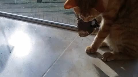 Cat and a bird