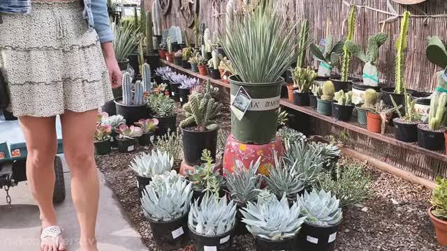 clip - look at cactus