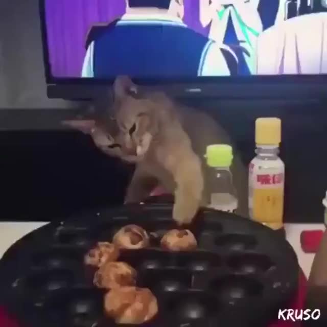 猫のたこ焼き屋さん - -