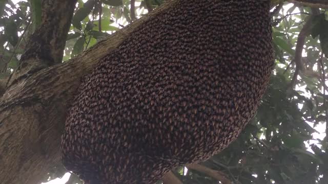 Honeybees' defensive waves against wasps