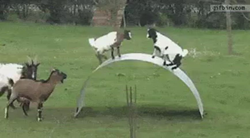 Masturbating Mutual Masturbation Pussy gif