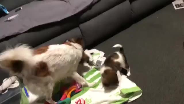 Coral Luscombe - Play time with mum