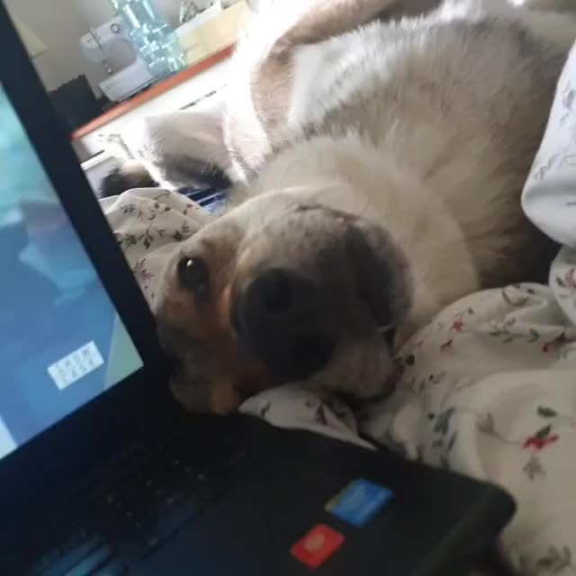 Pranko boop