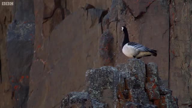 Chick Jumps Off Cliff | Life Story | BBC Earth