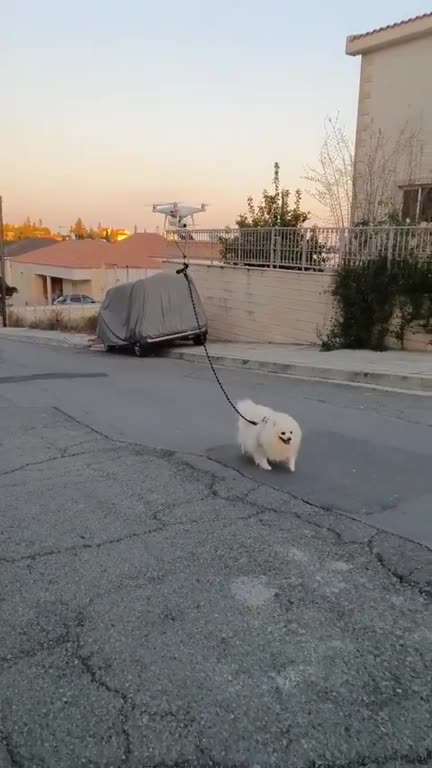 When you're quarantined, but you still have to walk the dog.