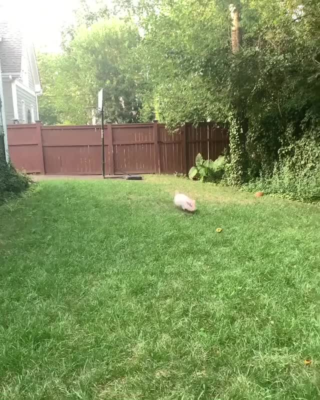 Pearl has the zoomies