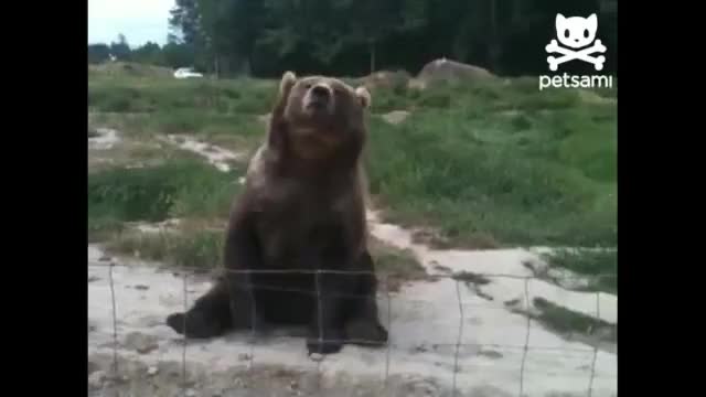 waving bear hi scot