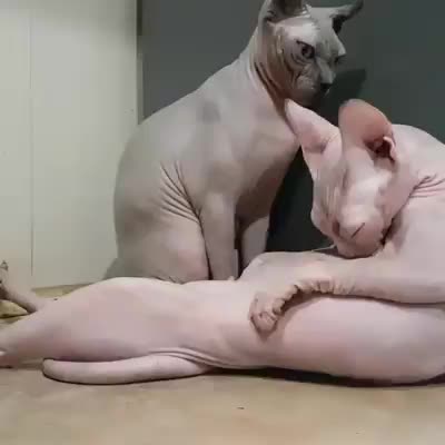 sphynx asleep