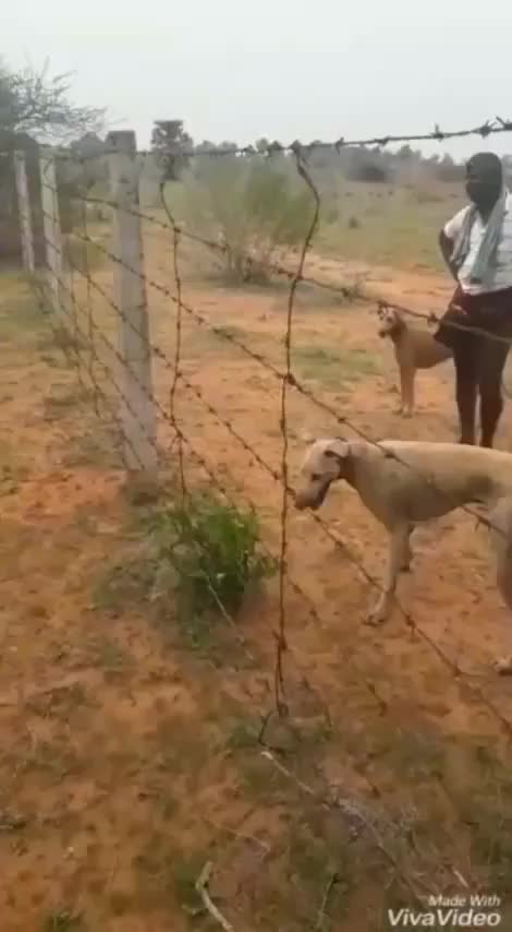 dog jump