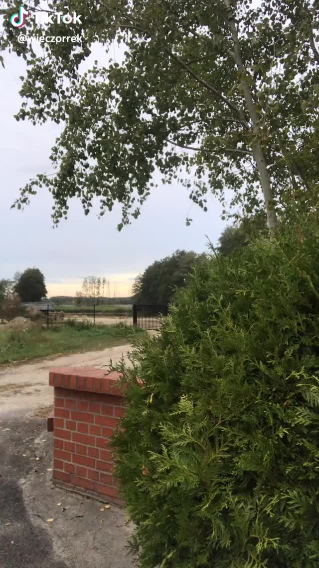 dancing gif