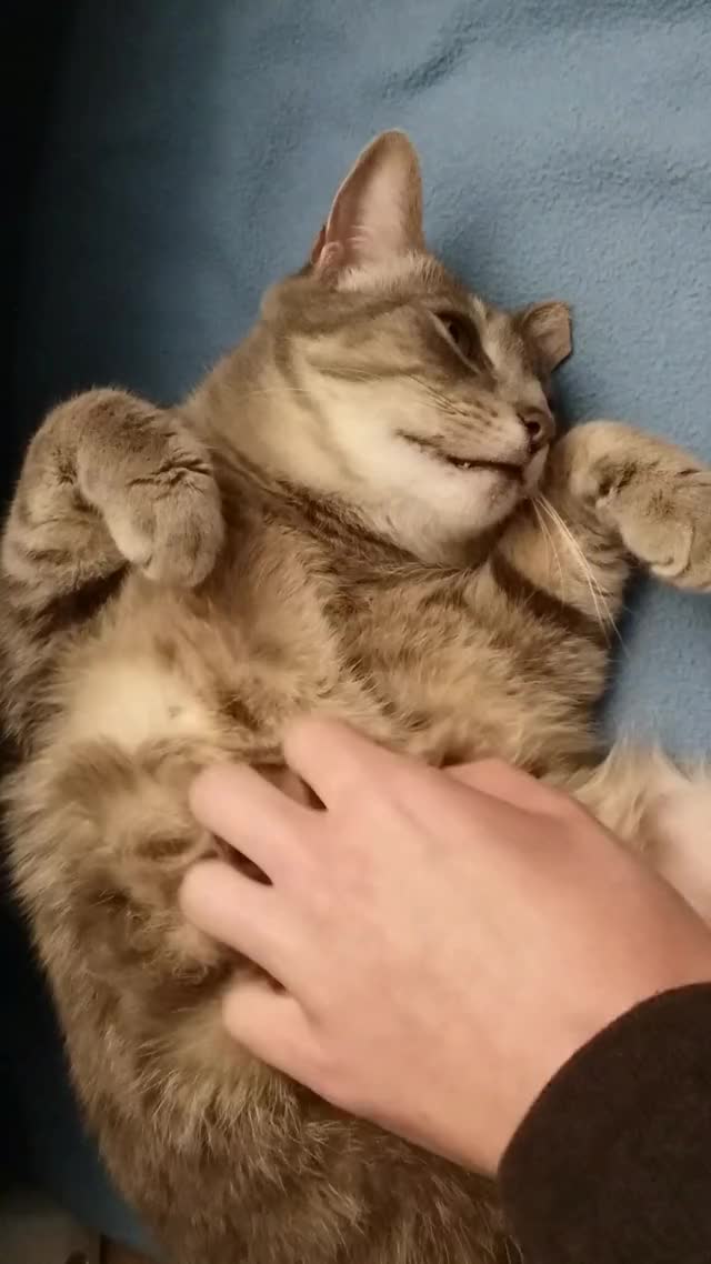 kitties like a firm but gentle touch
