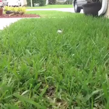 Incredibly tiny piglet skipping through grass.