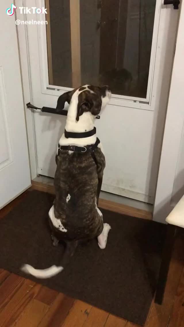 Look At His Tail, No Speed Up!!!@mynameistonto #mynameistonto #pitbullmom #pitbull