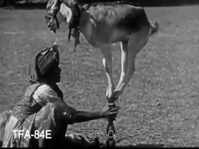 Indian goat balance
