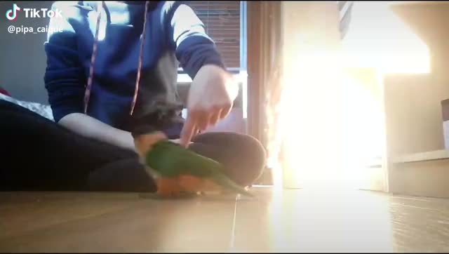  #pajaro #caique #bonita #mascota #bird #pet #birb #funny #adorable #fluffy #cute