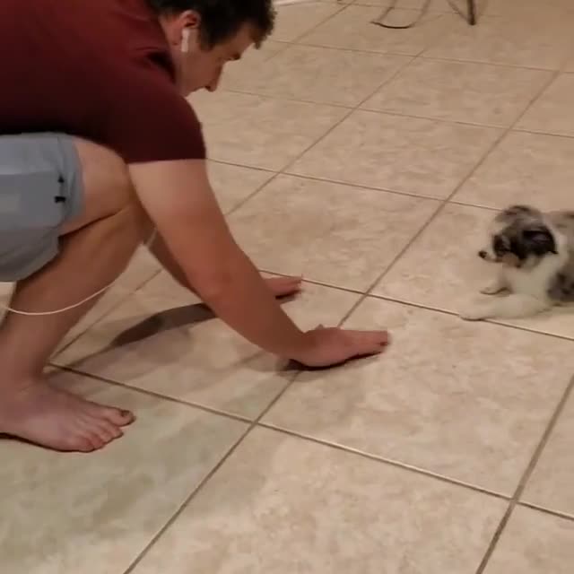 Australian shepherd pups are so darn cute it almost hurts.