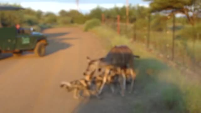 African Wild Dogs take down a female Kudu