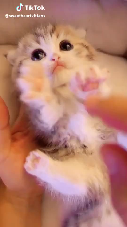 Sunday is play with your cat day!  ❤️❤️ #munchkin #kitten #cat #love #pet