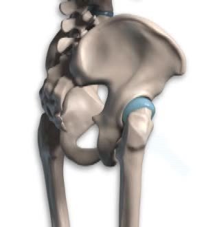 bone to muscle attachment