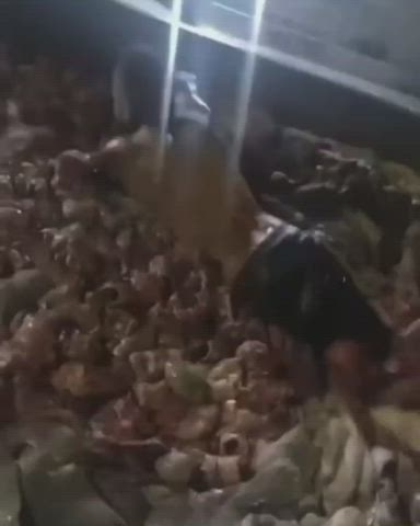 Swimming in a pool of Intestines (Chitterlings)