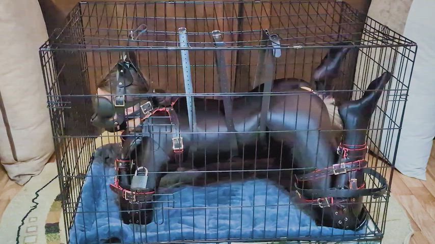 bdsm blindfolded bondage caged petplay gif
