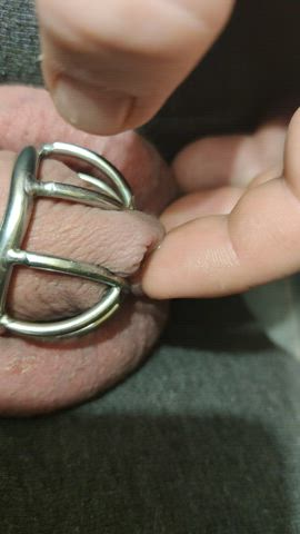 Chastity Virgin Tease Teasing gif