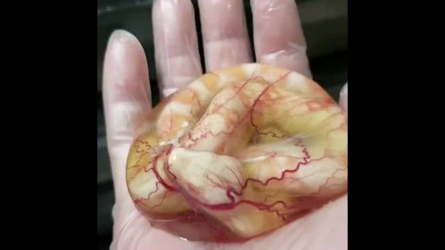 Newborn Boa Constrictor still in Amniotic Sac!