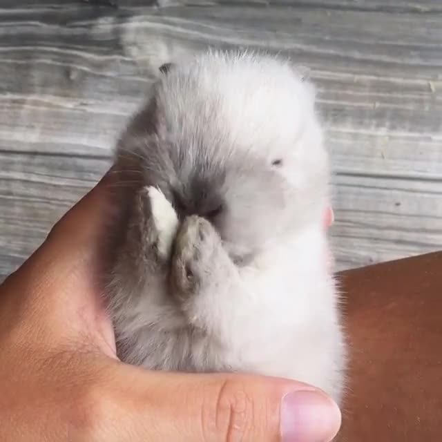 I cant handle this cuteness ?? rabbit