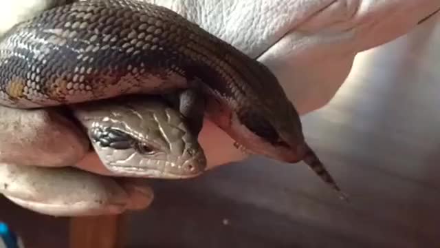 Blue Tongue Lizards