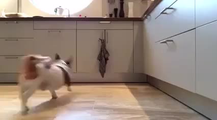 Good Luck Dog's blessing upon you.
