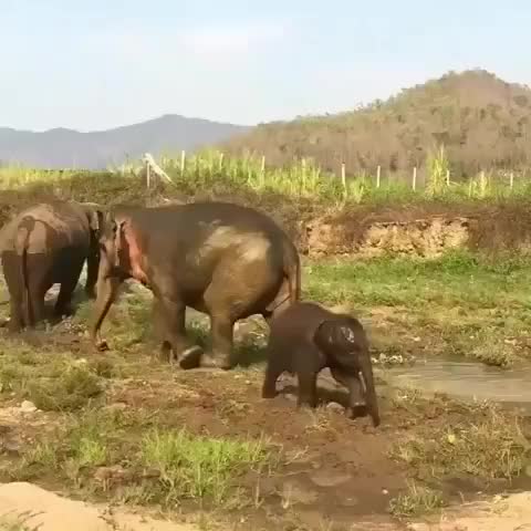 Baby Ella! ??❤️ . . . Save the Elephants!