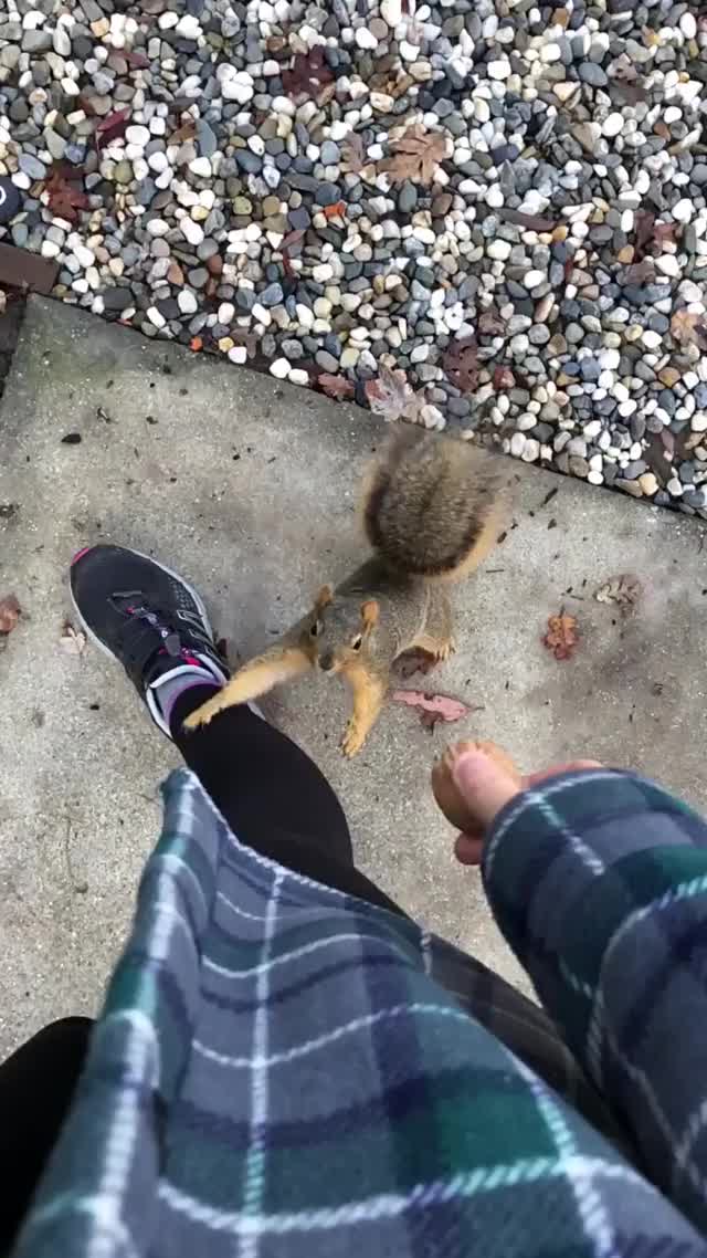  #squirrels #titanic #celinedion #cuteanimals #funny