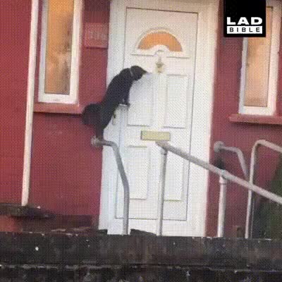 GATOS EDUCADOS QUE BATEM NA PORTA ANTES DE ENTRAR EM CASA