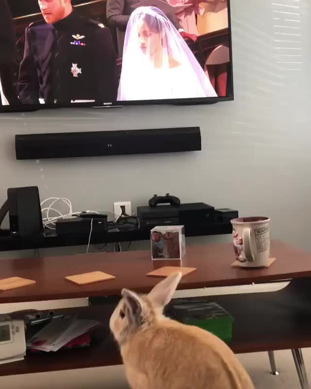 Guys... I know what your thinking, why is the chief watching this on tv at home and