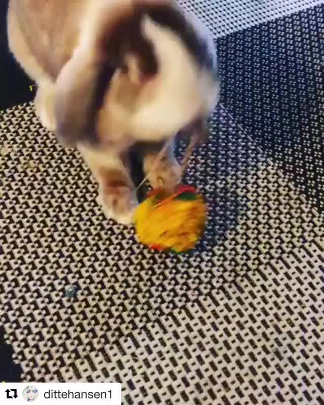 So much fun to be had with your Bunnies That Lunch toys! ?❤️ Hop on over to B...