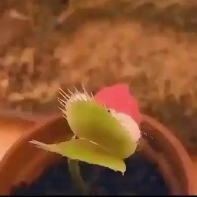 ??Merry Christmas?? - Hilarious Videos & Pics